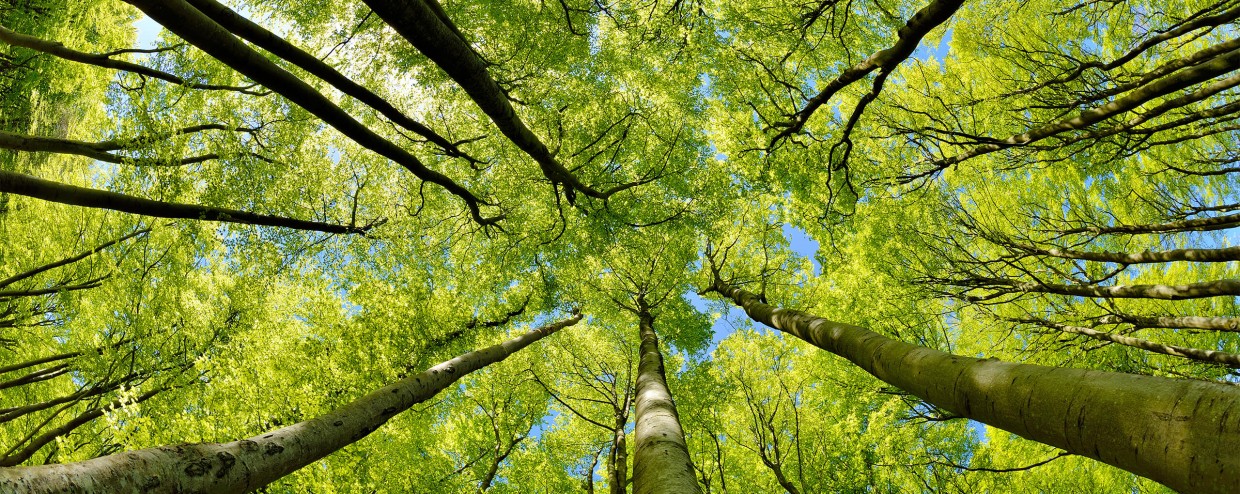 PEFC Wald